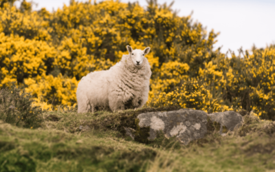 Herders gevraagd die schaap blijven
