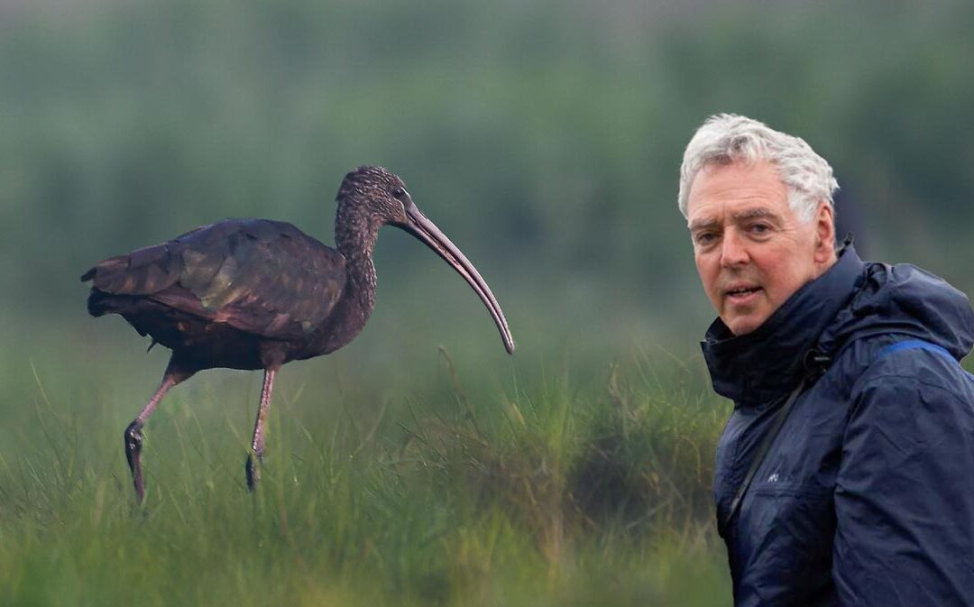 Hoe heilig is de ibis