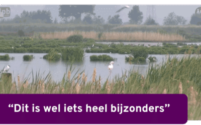 De Onlanden: een verrassend moeras vol leven